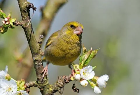 Greenfinch Stock Photos