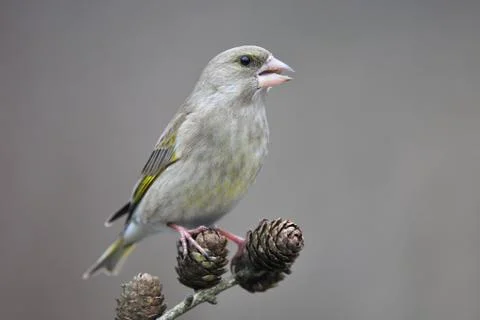 Greenfinch Stock Photos