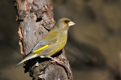 Greenfinch Stock Photos
