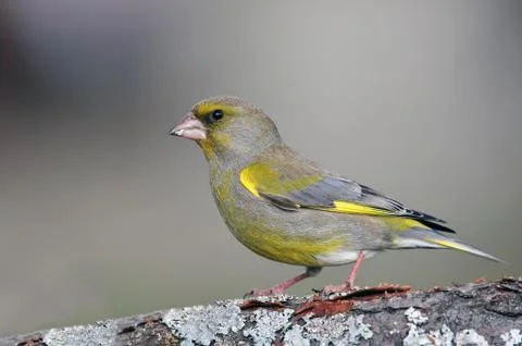 Greenfinch Stock Photos