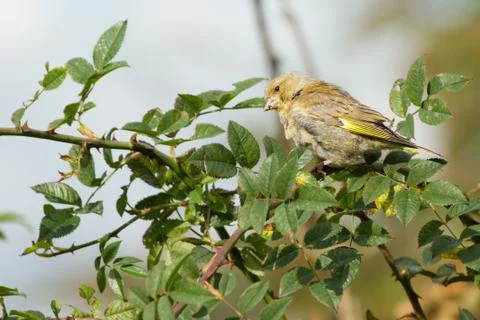 Greenfinch Stock Photos