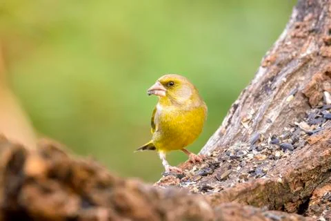 Greenfinch Stock Photos