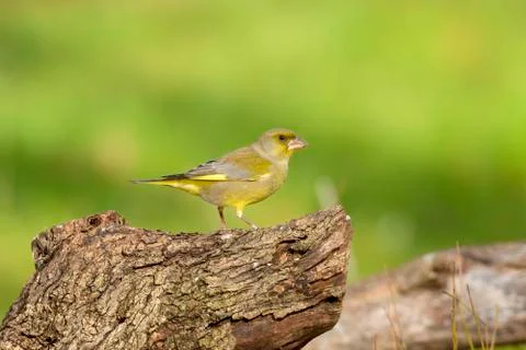 Greenfinch Stock Photos