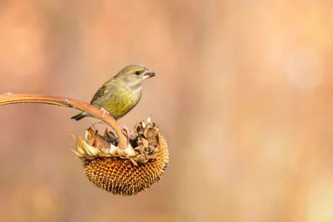 Greenfinch Stock Photos
