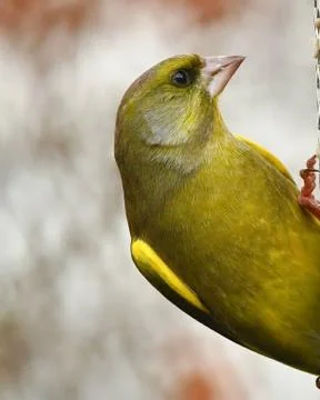 Greenfinch Фото