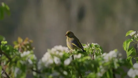 Greenfinch preening in blossom, soft light, slow motion Stock Footage 335185921
