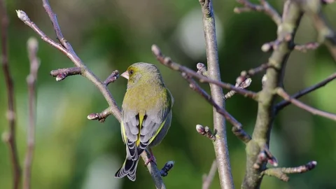 Greenfinch sitting in the apple tree, spring Stock Footage 93180419