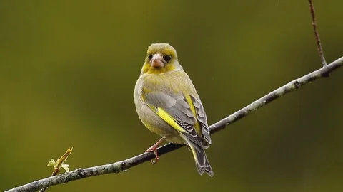 Greenfinch sitting on a branch Stock Footage 106172472
