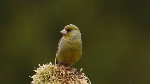 Greenfinch sitting on a mossy stump Stock Footage 106172477