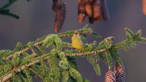 Greenfinch sitting on the tree, spring Stock Footage 105289104