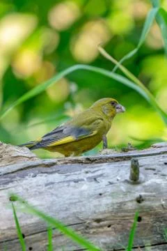 A greenfinch sitting on a tree trunk, side view. Against a blurred background Foto stock