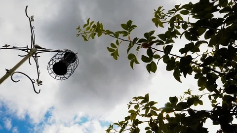 Greenfinch sneaking up on feeder on cloudy day Stock Footage 113900874
