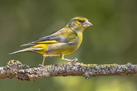 Greenfinch in the sun Stock Photos