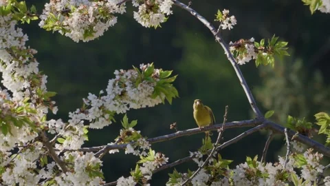 Greenfinch in sunlit spring blossom branches, slow motion Stock Footage 335185896