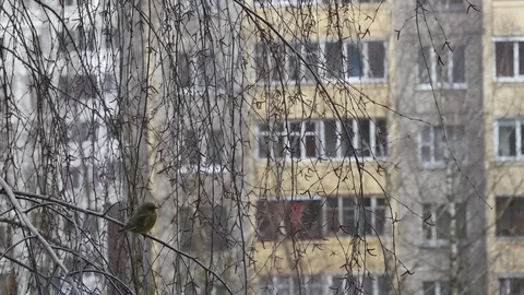 Greenfinch on a tree. Video stock 116880596