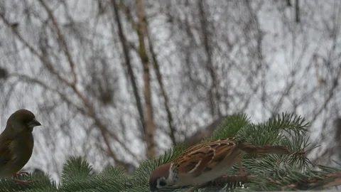 The greenfinch wins two sparrows Video stock 116883836