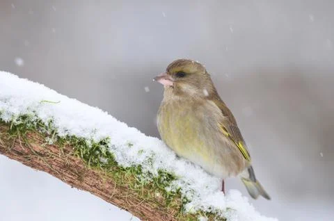 Greenfinch in winter Stock Photos