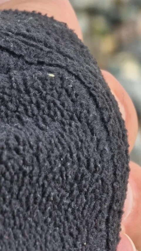 Greenfly aphid moving on black sweater 스톡 동영상 319105634