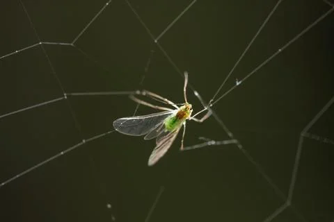 Greenfly aphid trapped in spider web close up Stock Photos