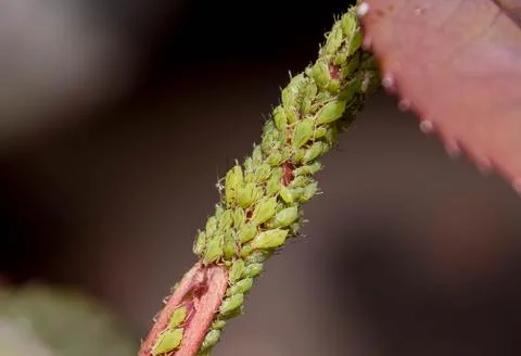 Greenfly Infestation Stock Photos