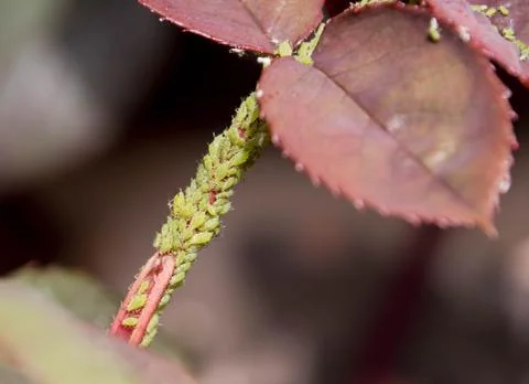 Greenfly Infestation Stock Photos