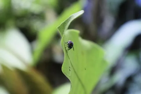 Greenfly insect on the leaf Foto stock