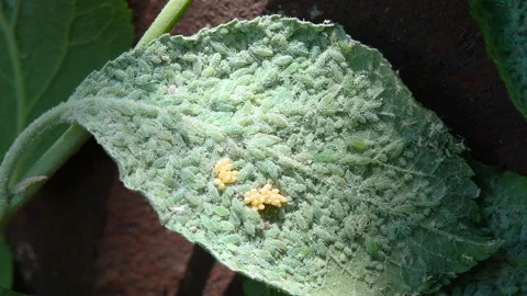 Greenfly Sits on a Plum Leaf. Aphid Insects Feeding Sucking Plant Juice. Pe.. Stock Footage 299736938