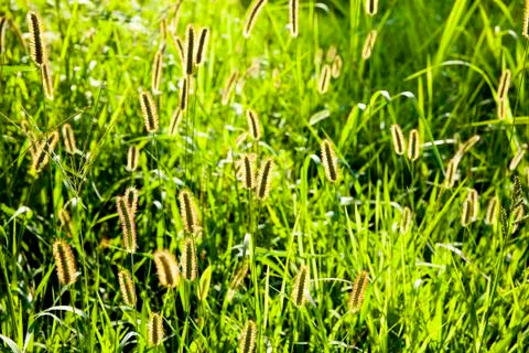 Green foxtail shining. Stock Photos