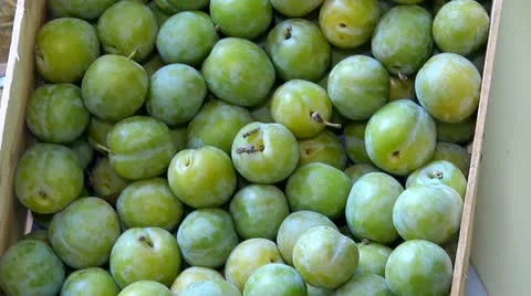 Greengages Stock Footage 22663780