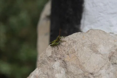 GreenGrasshopperMacro Stock Photos