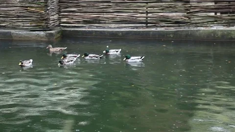 Greenhead ducks in a lake Vídeo Stock 76234086