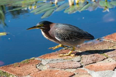 Greenheron Stock Photos