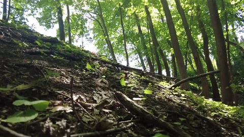 GREENHILL Stock Footage 194964430