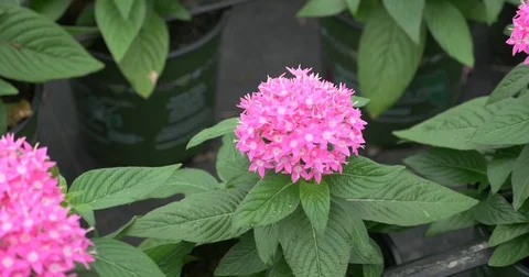 Greenhouse Bee Stock Footage 74585684