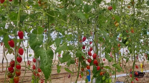 Greenhouse for cherry tomato production. A row with walls of pepper plants in Stock Footage 346510396