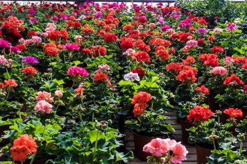 Greenhouse colored flowers Stock Photos