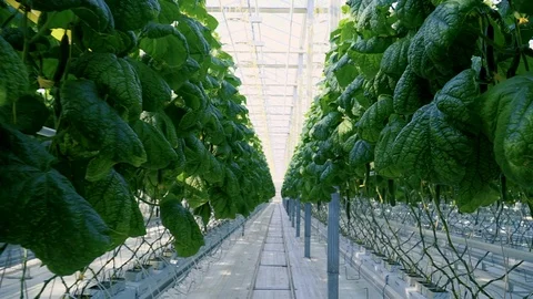 Greenhouse complex. Cultivation of cucumbers Stock Footage 87216656