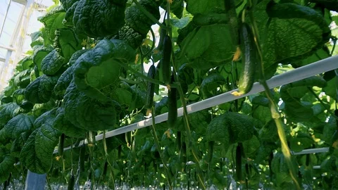 Greenhouse complex. Cultivation of cucumbers Stock Footage 87217895