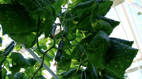 Greenhouse complex. Cultivation of cucumbers 動画素材 87220544