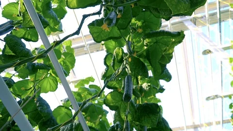 Greenhouse complex. Cultivation of cucumbers Stock Footage 87221035