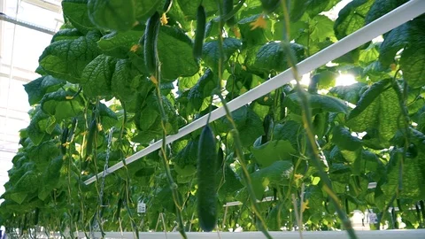 Greenhouse complex. Cultivation of cucumbers Vidéo 87223760