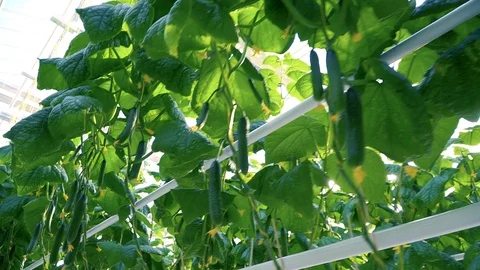 Greenhouse complex. Cultivation of cucumbers Vídeos de archivo 87224479
