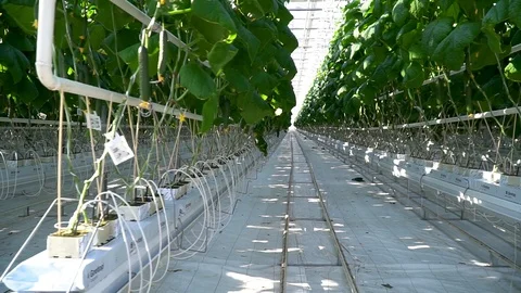 Greenhouse complex. Cultivation of cucumbers Stockbeeldmateriaal 87226962