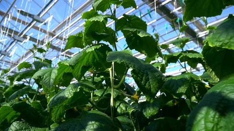 Greenhouse complex. Cultivation of cucumbers Видео 87227942