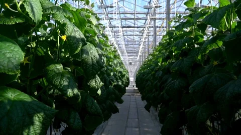 Greenhouse complex. Cultivation of cucumbers Stock-Footage 87229714