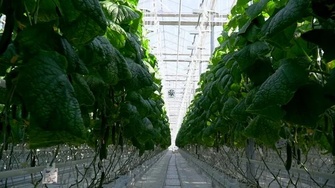 Greenhouse complex. Cultivation of cucumbers Видео 87230762
