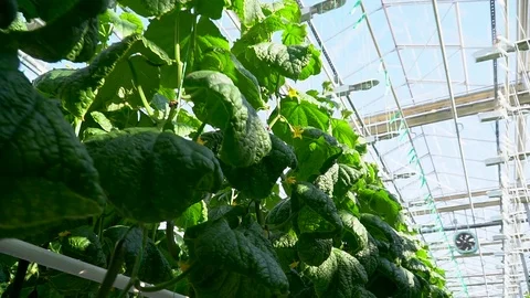 Greenhouse complex. Cultivation of cucumbers Vídeo Stock 87232028