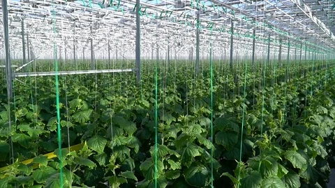 Greenhouse complex. Cultivation of cucumbers Stock Footage 87232684