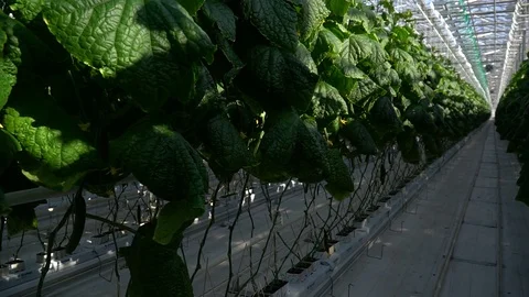 Greenhouse complex. Cultivation of cucumbers Vídeos de archivo 87233588