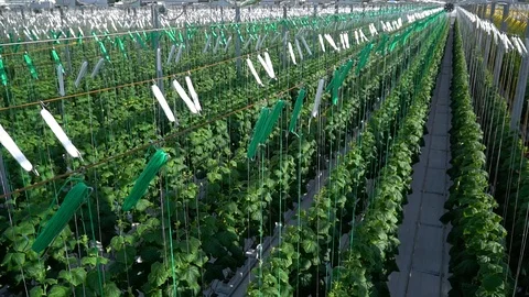 Greenhouse complex. Cultivation of cucumbers Stockbeeldmateriaal 87234548